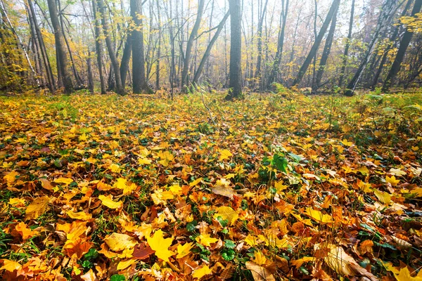 Mooie Rustige Herfst Bos Met Een Rode Droge Bladeren Een — Stockfoto