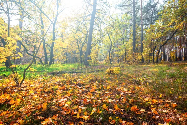 Mooie Herfst Bos Avond — Stockfoto