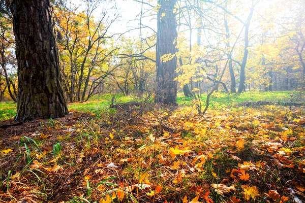 Hermoso Bosque Otoño Atardecer — Foto de Stock