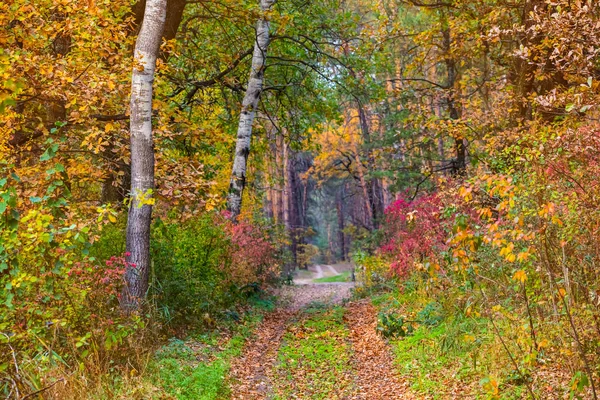 Quiet Beautiful Autumn Red Dry Forest — Stock Photo, Image