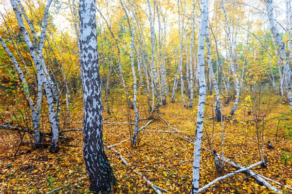 Яскравий Осінній Березовий Гай — стокове фото