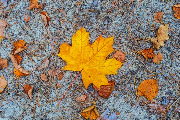 Nahaufnahme Rotes Herbst Ahornblatt Auf Einem Boden — Stockfoto