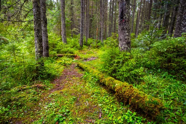 Beautiful Wet Fir Tree Forest Green Moss — Stock Photo, Image