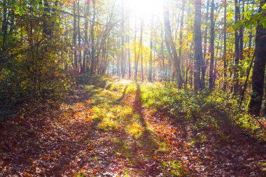 güneş ışınlarının sonbahar ormanda
