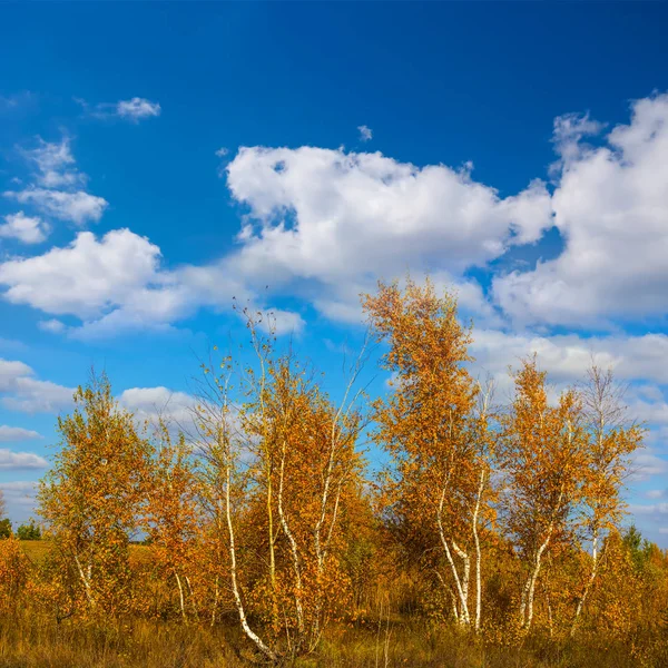 青い曇り空を背景に秋の白樺林 — ストック写真