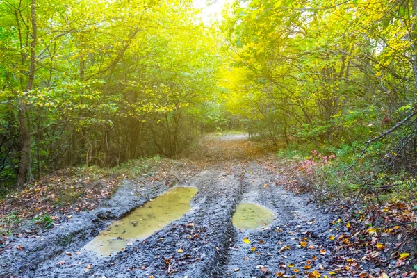Birikintisi Sonbahar Orman Içinde Olan Kirli Yol — Stok fotoğraf