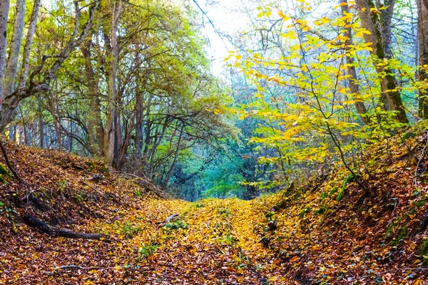 Grond Weg Door Herfst Bos — Stockfoto