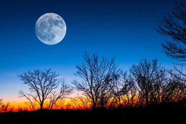 Pleine Lune Dessus Une Forêt Crépuscule — Photo