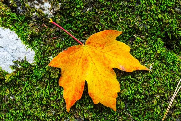 Närbild Röda Lönnlöv Grön Mossa Bakgrund — Stockfoto