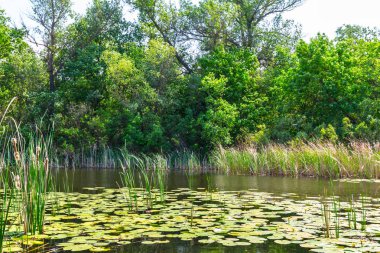 zambak ile yaz küçük nehir