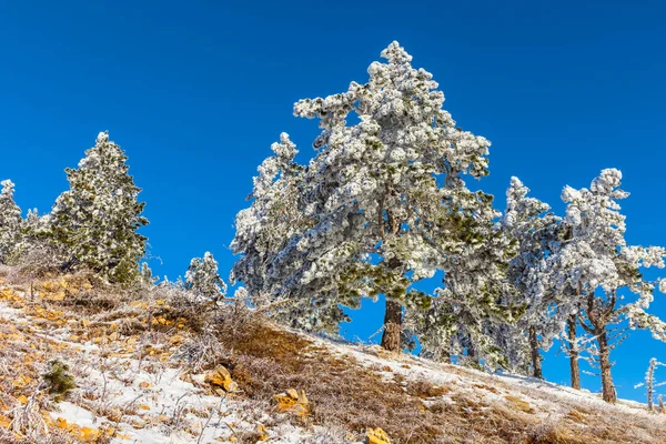 Winterberghang Mit Schneegebundenem Kiefernwald — Stockfoto