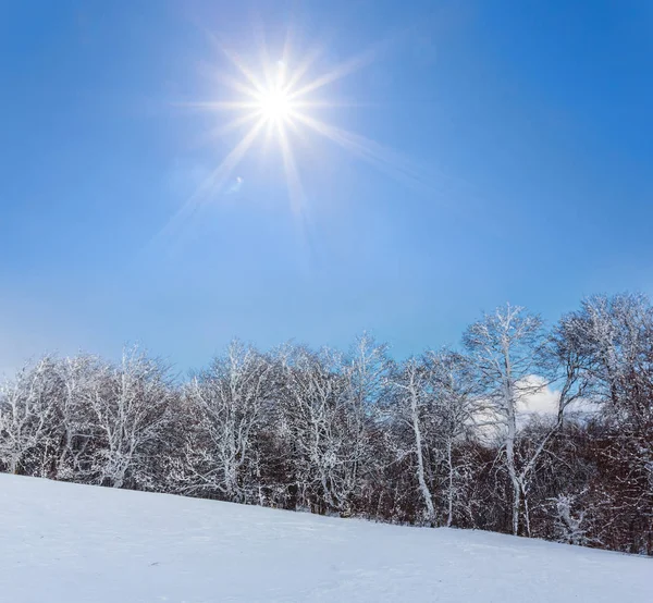 輝き太陽の下で雪の中で冬の森 — ストック写真