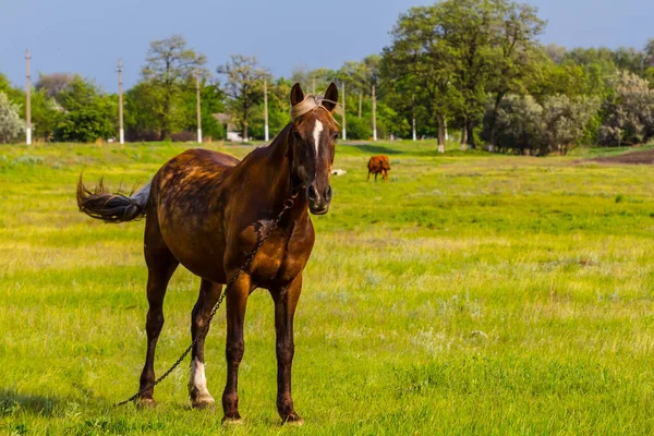 Brown Horse Graze Green Pasture — Stock Photo, Image