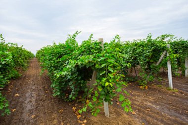 closeup bağ parlak mavi gökyüzü altında