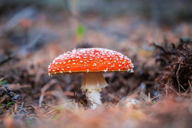 bir orman portre flyagaric mantar