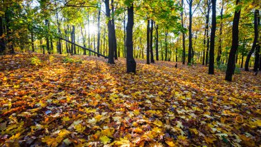 güneşli gün kırmızı sonbahar akçaağaç Park'ta