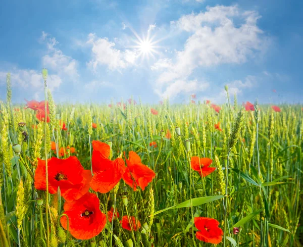 Beautiful Summer Scene Red Poppy Green Prairie Sunny Day — Stock Photo, Image