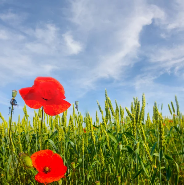 Nahaufnahme Rote Mohnblumen Inmitten Grüner Felder Unter Bewölktem Himmel — Stockfoto