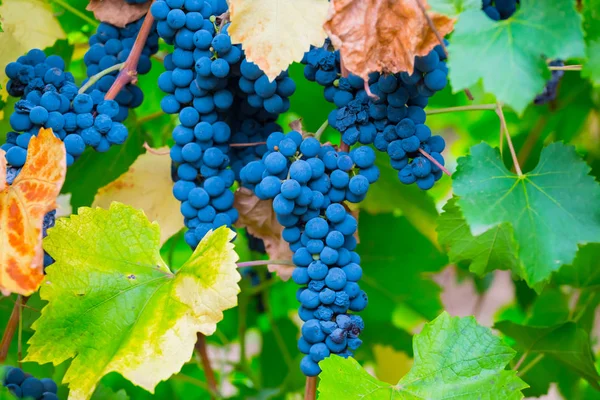 Closeup Vine Berries Nature Background — Stock Photo, Image