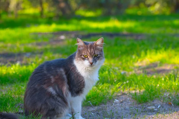 Schöne Katze Sitzt Auf Einem Gras Garten — Stockfoto