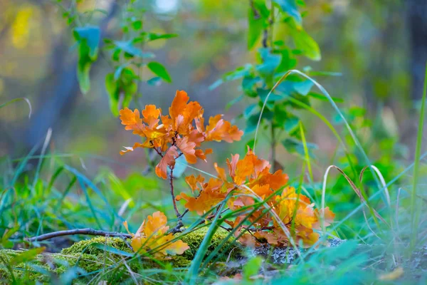 Gros Plan Branche Chêne Trouvent Dans Une Forêt — Photo