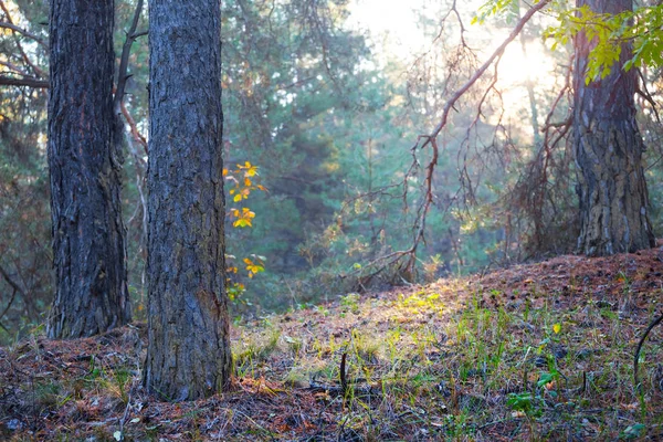 Bir Sabah Güneş Işığı Altında Closeup Çam Ormanı — Stok fotoğraf