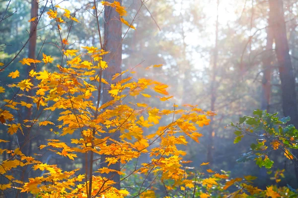 Close Red Bush Autumn Forest Bright Sunny Day — стоковое фото