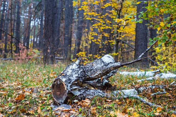 Tocón Abedul Bosque Otoño — Foto de Stock