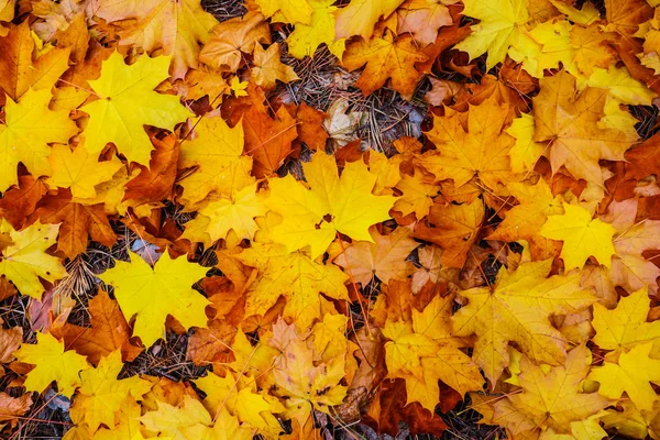 Closeup Red Dry Autumn Maple Leaves Background — Stock Photo, Image