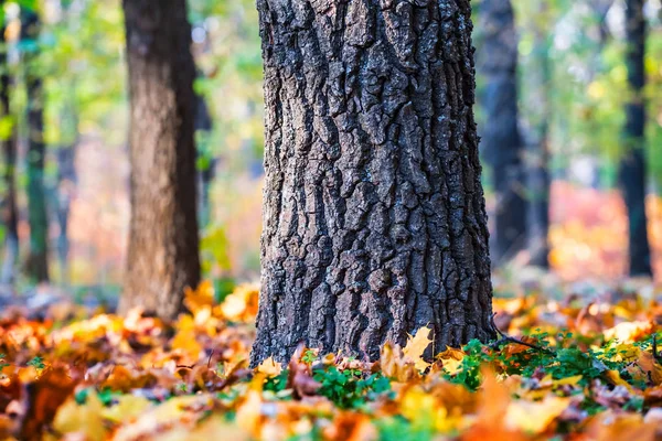 Sonbahar Ormanda Closeup Ağacı — Stok fotoğraf