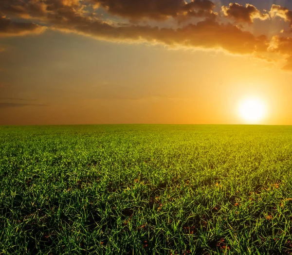 Rural Green Field Sunset — Stock Photo, Image