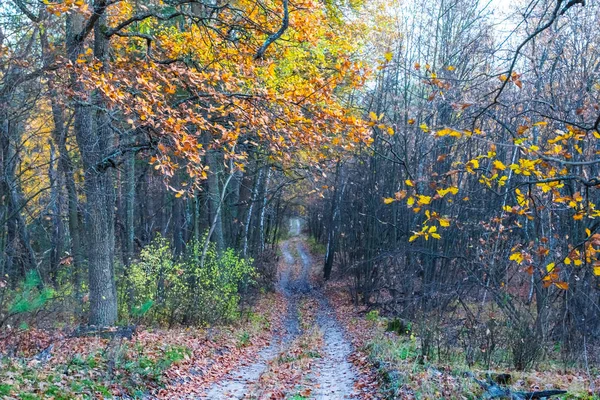 Malá Cesta Přes Klidné Podzimní Les — Stock fotografie