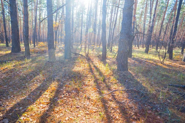 Çam Ormanı Içinde Bir Güneş Işığı — Stok fotoğraf