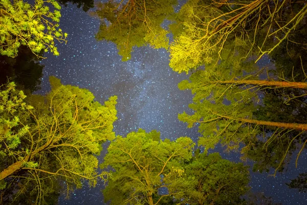 Pine Forest Nachtbeeld Nacht — Stockfoto