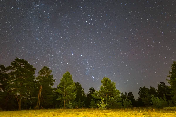 Constelação Orion Acima Uma Floresta Noturna — Fotografia de Stock