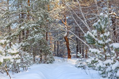 sessiz kış çam ormanı içinde bir kar