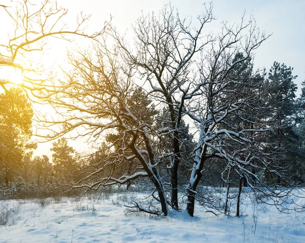 Zimní Zasněžený Les Západ Slunce — Stock fotografie