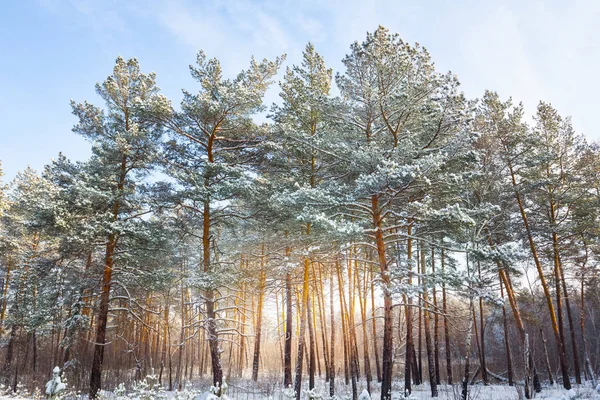 Forêt Pins Dans Une Neige Coucher Soleil — Photo