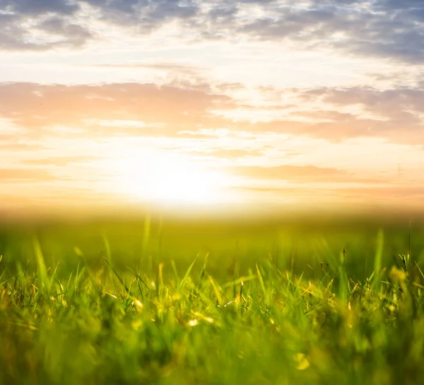 Vacker Sommar Gröna Prairie Solnedgången — Stockfoto