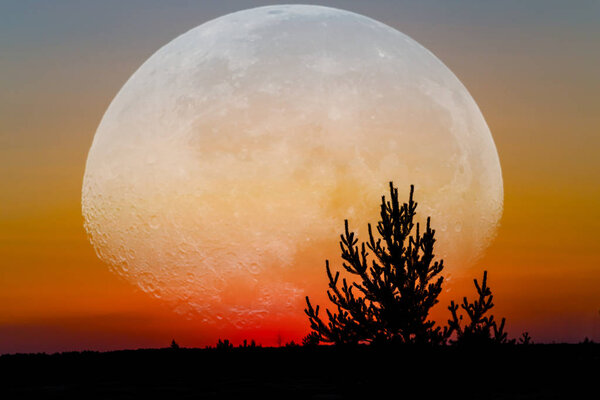 Pine tree silhouette among a field at the sunset on a huge moon background