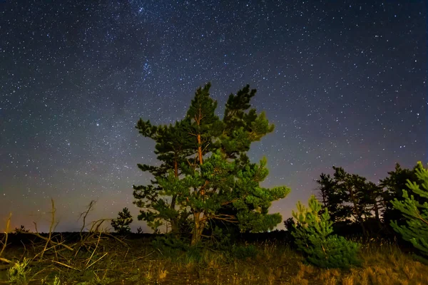 Bosque Nocturno Bajo Cielo Estrellado — Foto de Stock