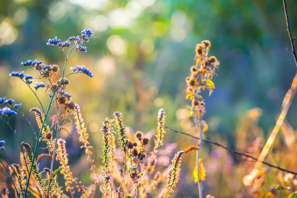 Zbliżenie Kwiatów Wild Prairie Bush — Zdjęcie stockowe