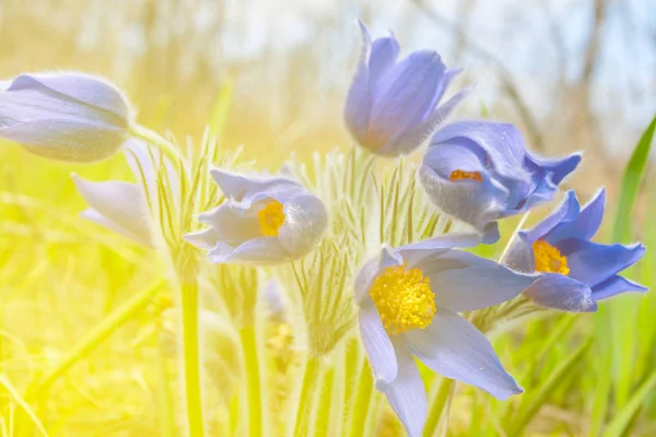 Closeup Modrý Květ Wild Bush Slunci — Stock fotografie