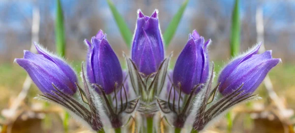 特写镜头紫罗兰色的花灌木在森林 自然背景 — 图库照片