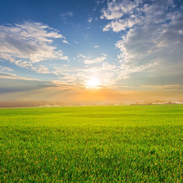 Krásná Zelená Prairie Západ Slunce — Stock fotografie