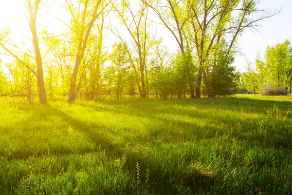 Zomer Groen Bos Glade Een Zonlicht — Stockfoto