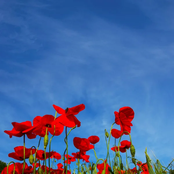 Primer Plano Flores Amapola Roja Sobre Fondo Cielo Azul —  Fotos de Stock