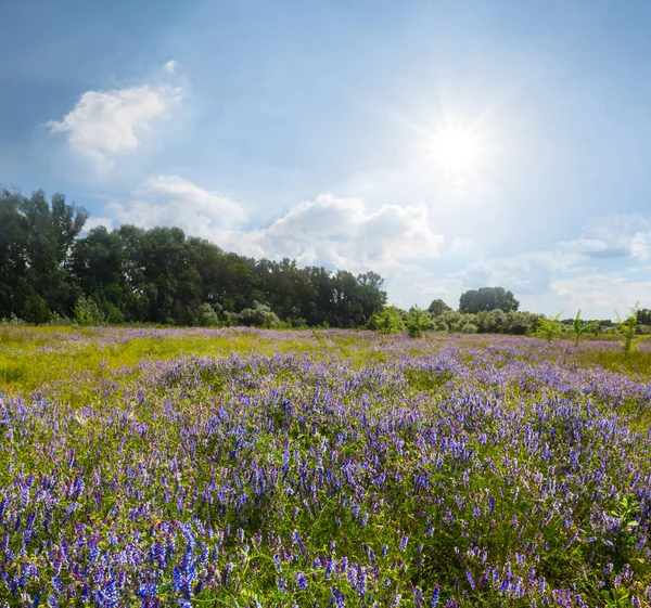 summer prairie with flowers under a sparkle sun