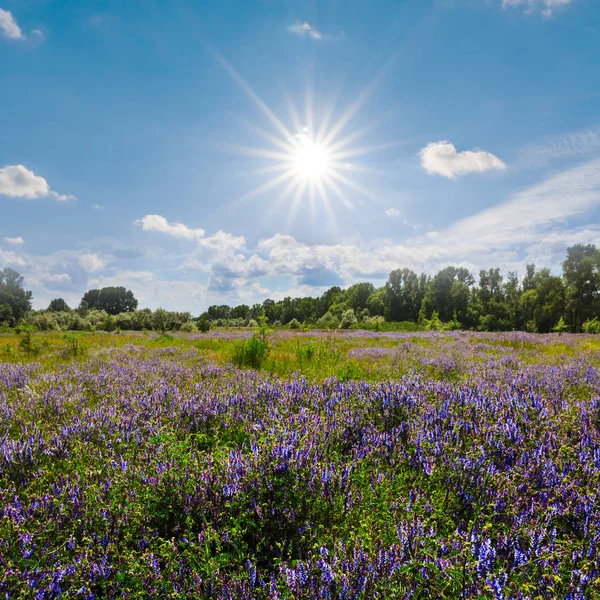 summer prairie with flowers under a sparkle sun