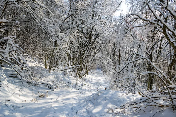 Belle Forêt Hiver Dans Une Neige — Photo